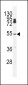 CPSF7 Antibody (C-term)