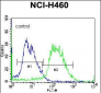 PCDHAC2 Antibody (Center)