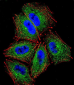 PCDHAC2 Antibody (Center)