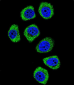 PCDHB3 Antibody (N-term)