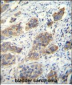 CDH24 Antibody (N-term)