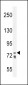 CDH24 Antibody (N-term)