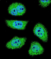 PAK6 Antibody (Center)