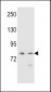 PCDHA9 Antibody (N-term)