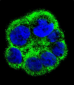 PCYT1A Antibody (N-term)