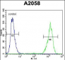 RAB10 Antibody (Center)