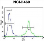 HLA-DQA1 Antibody (N-term)