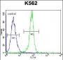 STUB1 Antibody (C-term)