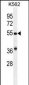 GDF9 Antibody (N-term)