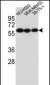 CHRNA10 Antibody (Center)