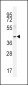 NEU2 Antibody (N-term)