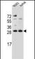 HMG1L10 Antibody (N-term)