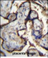 ITGA5 Antibody (Center)