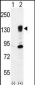 ITGA5 Antibody (Center)