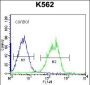 HLA-DQA1 Antibody (Center)