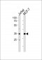 ATF4 Antibody (Center)