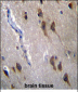 GPR45 Antibody (Center)