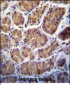 PRSS7 Antibody (C-term E979)