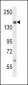 SRC1 Antibody (Center)