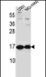 PTN Antibody (C-term)