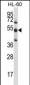 TOE1 Antibody (N-term)