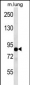 TLE2 Antibody (C-term)