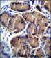 LIPC Antibody (Center)