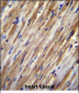 F2RL2 Antibody (N-term)