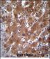 GBA3 Antibody (C-term)