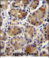 SCAP Antibody (N-term)