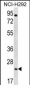 AQP5 Antibody (C-term)