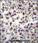 SFRS7 Antibody (N-term)