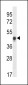 CALU Antibody (C-term)