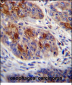 HAX1 Antibody (C-term)