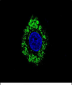 DVL1 Antibody (Center)