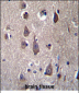 PCDHB12 Antibody (C-term)