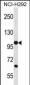 PCDHB12 Antibody (C-term)