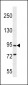 PCDHGC5 Antibody (Center)