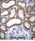 COX6B1 Antibody (C-term)