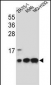 COX6B1 Antibody (C-term)