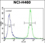 MST1 Antibody (C-term)