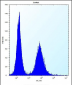 RPL11 Antibody (N-term)