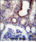 IGSF8 Antibody (Center)