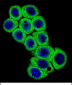 DLL3 Antibody (C-term)