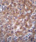 I23O2 Antibody (C-term)