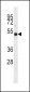 I23O2 Antibody (C-term)