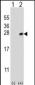 Dok5 Antibody (PTB domain)