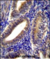 CNN2 Antibody (N-term)