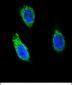 RNH1 Antibody (C-term)