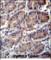 RNF5 Antibody (Center)